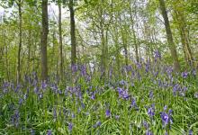 Bluebell Woods 2 DM0420