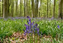 Bluebell Woods 3 DM0422