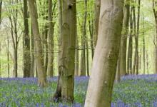 Bluebell Woods DM0423