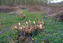 Coppiced Hazel DM0426