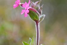 Red Campion DM0427