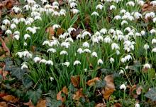 Snowdrops DM0428