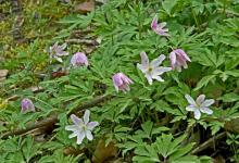 Wood Anemonies DM0429