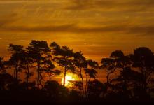 Norfolk Breckland Sunset DN0151