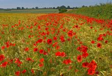 Poppies in the Barley DM0152