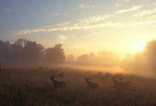 Sheep at Dawn DM0154