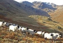 Sheep in the Lake District DM0155 