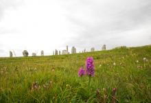 Callanish Stones and Orchids DM1295