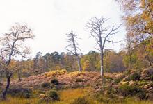 Glen Affric Scotland  DM2114