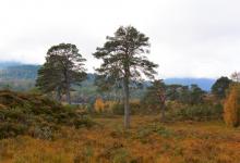 Glen Affric Scotland DM2116