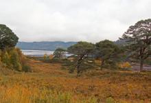 Glen Affric Scotland DM2117