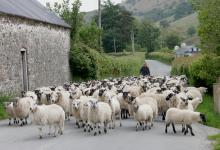 Sheep in Wales DM0386