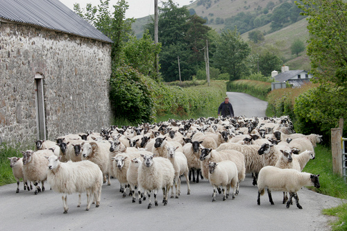 Sheep in Wales DM0386