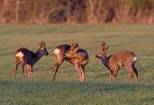 Three  Roe Deer at the end of Winter 3