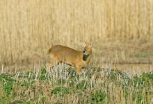 Chinese Water Deer 10