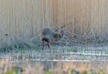 Chinese Water Deer 7