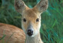 Chinese Water Deer DM0717