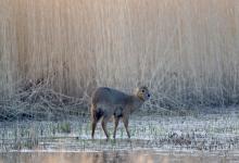 Chinese Water Deer 5