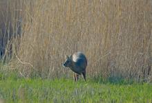 Chinese Water Deer 7