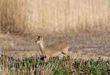 Chinese Water Deer 8