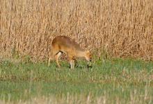 Chinese Water Deer 9