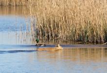 Chinese Water Deer Swiming