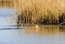 Chinese Water Deer Swiming  2