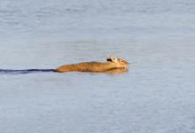 Chinese Water Deer Swiming