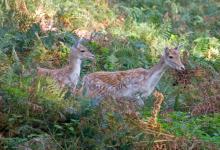 Fallow  Deer DM0637