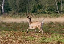 Fallow Buck Deer Running DM0639