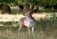 Fallow Deer  Buck DM1589