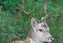 Fallow Deer Buck 0638