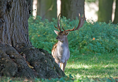 Fallow Deer Buck 2 DM0119