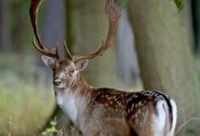 Fallow Deer Buck 4 DM0124