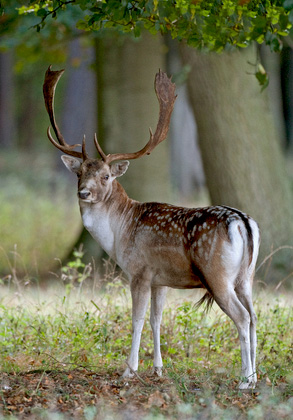 Fallow Deer Buck 4 DM0124