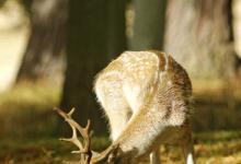 Fallow Deer Buck DM0129