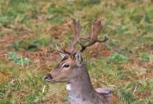 Fallow Deer Buck DM0640