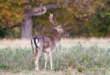 Fallow Deer Buck DM1279