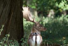 Fallow Deer Buck DM1590