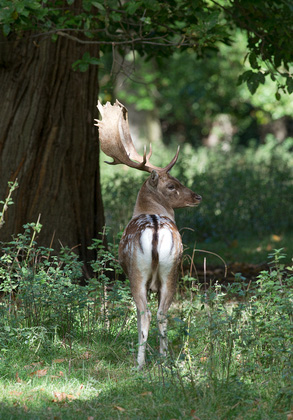 Fallow Deer Buck DM1590