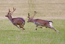 Fallow Deer Bucks Chasing DM1282