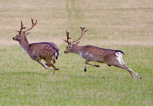 Fallow Deer Bucks Chasing DM1282