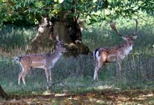 Fallow Deer Bucks DM1594