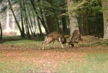 Fallow Deer Bucks Fighting DM0130