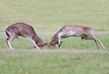 Fallow Deer Bucks Fighting DM1280