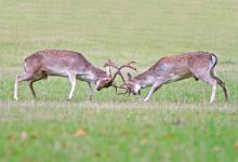 Fallow Deer Bucks Fighting DM1281
