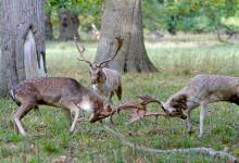 Fallow Deer Bucks Fighting DM1283