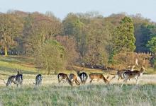 Fallow Deer Bucks in Deer Park DM0131