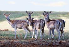 Fallow Deer Does DM0132