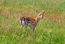 Fallow Deer Fawn DM0642